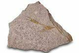 Eocrinoid (Ascocystites) Mortality Plate - Ordovician #305148-1